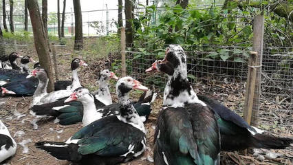 广东茂名高州市黑番鸭公批发指南 优质家禽，实惠价格