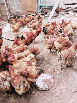 专业家禽销售服务——昆明官渡区传银家禽经营部
