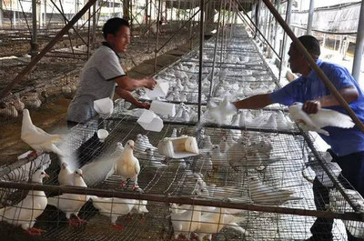 父亲节美食指南 精选家禽餐厅，让父亲节大餐更暖心