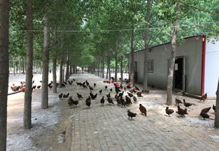 从散养到智养 揭秘京东“跑步鸡”背后的高新兴物联黑科技