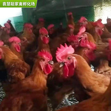 家禽养殖新宠 绿壳蛋鸡苗的养殖前景与技术要点