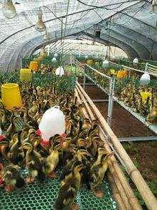 汉中麻肉鸭苗与白羽肉鸭养殖 价格行情与技术要点解析