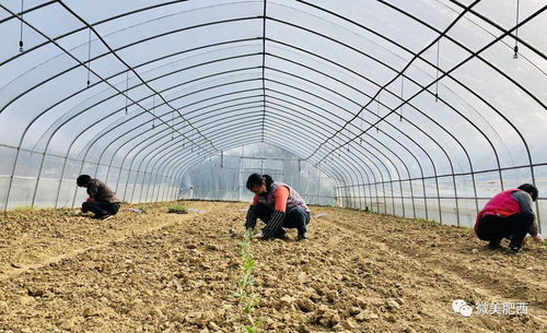 春耕时节忙，家禽养殖正当时