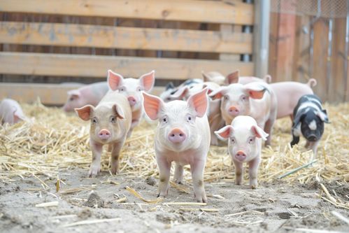 土猪生态养殖 镜头下的自然和谐与产业新貌