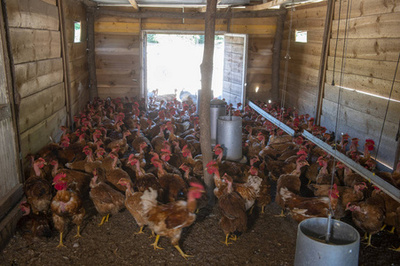 法国传统家禽养殖 家禽养殖的优雅与免费鸡肉系列背后的理念