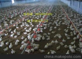 家禽养殖料盘的选择与价值 以中兴畜牧机械为例