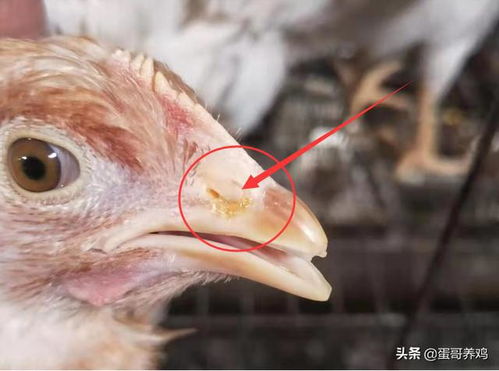 老兽医整理 18种家禽常用药一药一方全汇总，农村养鸡人建议收藏