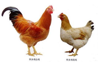 信宜怀乡鸡