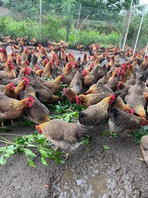 一级清远鸡热销中 优质家禽，健康之选