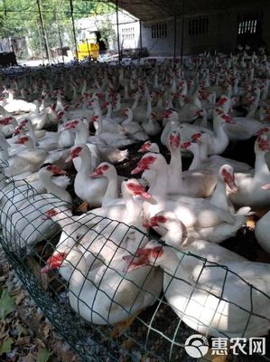 常年收售老鹅老鸭，家禽销售服务介绍