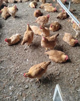 广东梅州丰顺县三黄鸡批发 高品质活鸡，仅10.00元/斤