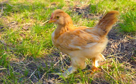 禽流感在家禽养殖中的传播途径与防控策略