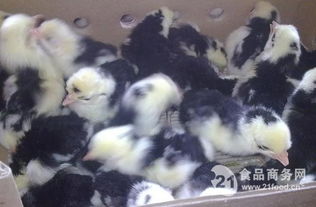 贵妃蚌苗批发与家禽养殖供应商 水产禽业的优质选择