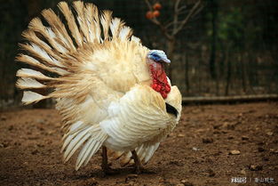 农村老人种果树养鸡 年入70万带村民致富