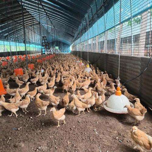 春季家禽养殖热潮 六十一团'巴扎'市场鸡苗热销现象观察