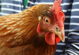 炎夏家禽养殖指南 耐热品种推荐与科学管理要点