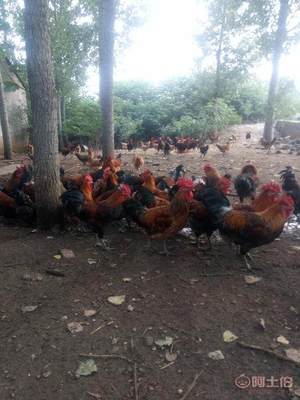 跨越地域的专业养殖支持 重庆洪发家禽养殖中心的长沙服务